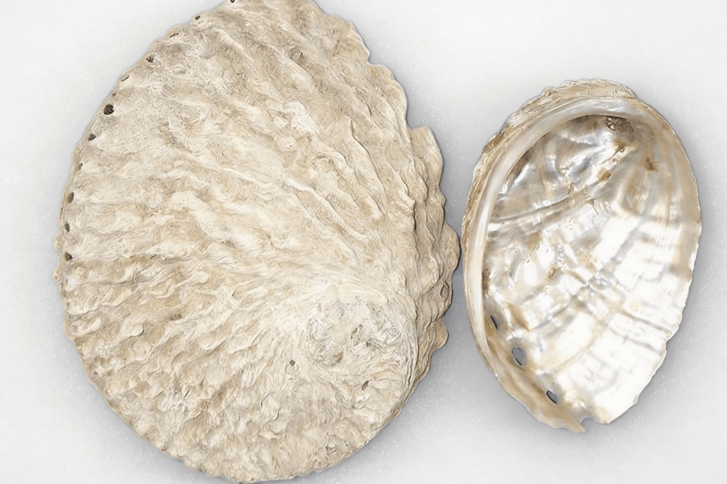 石决明 Shi Jue Ming