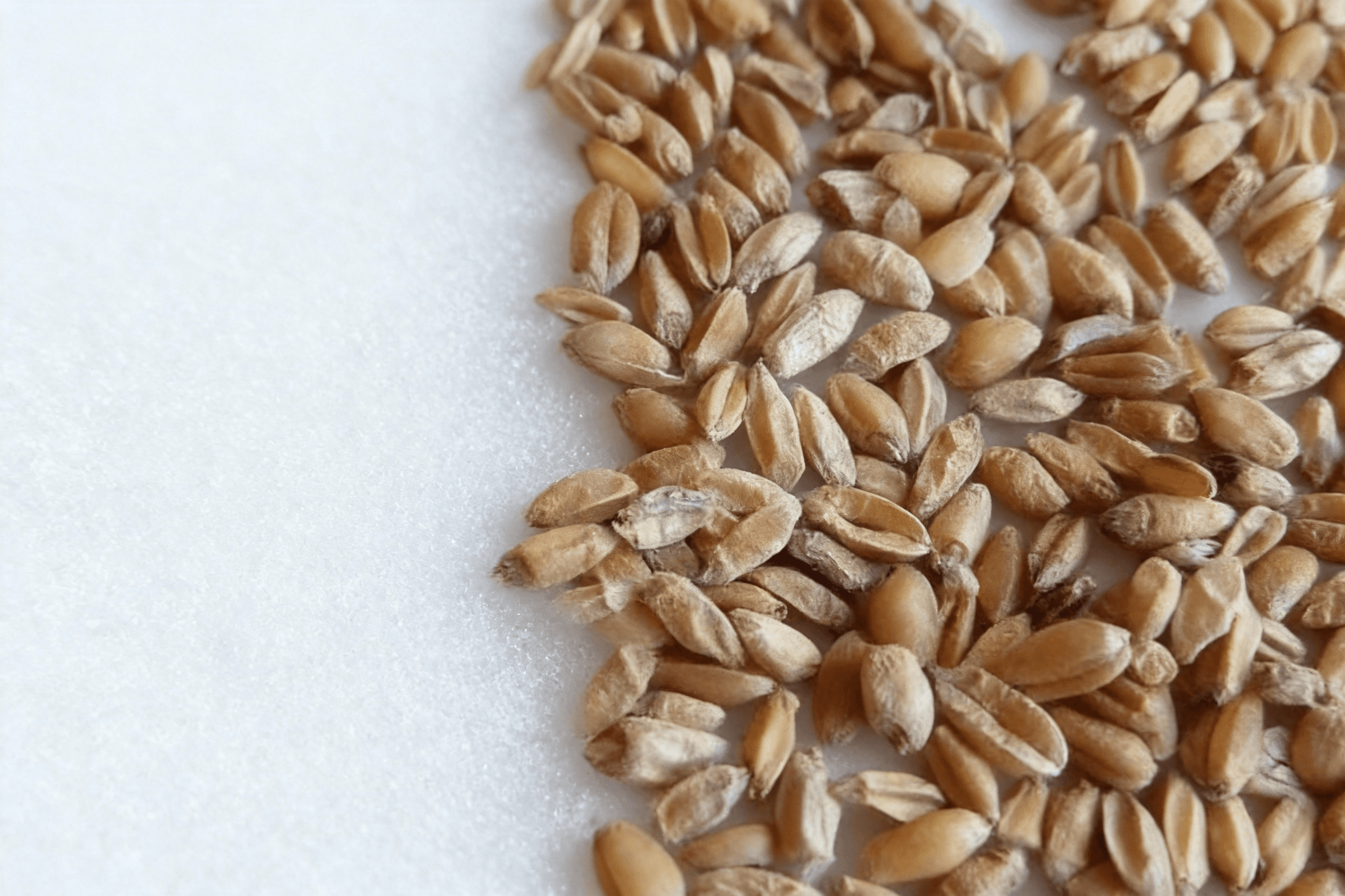 浮小麦 Fu Xiao Mai