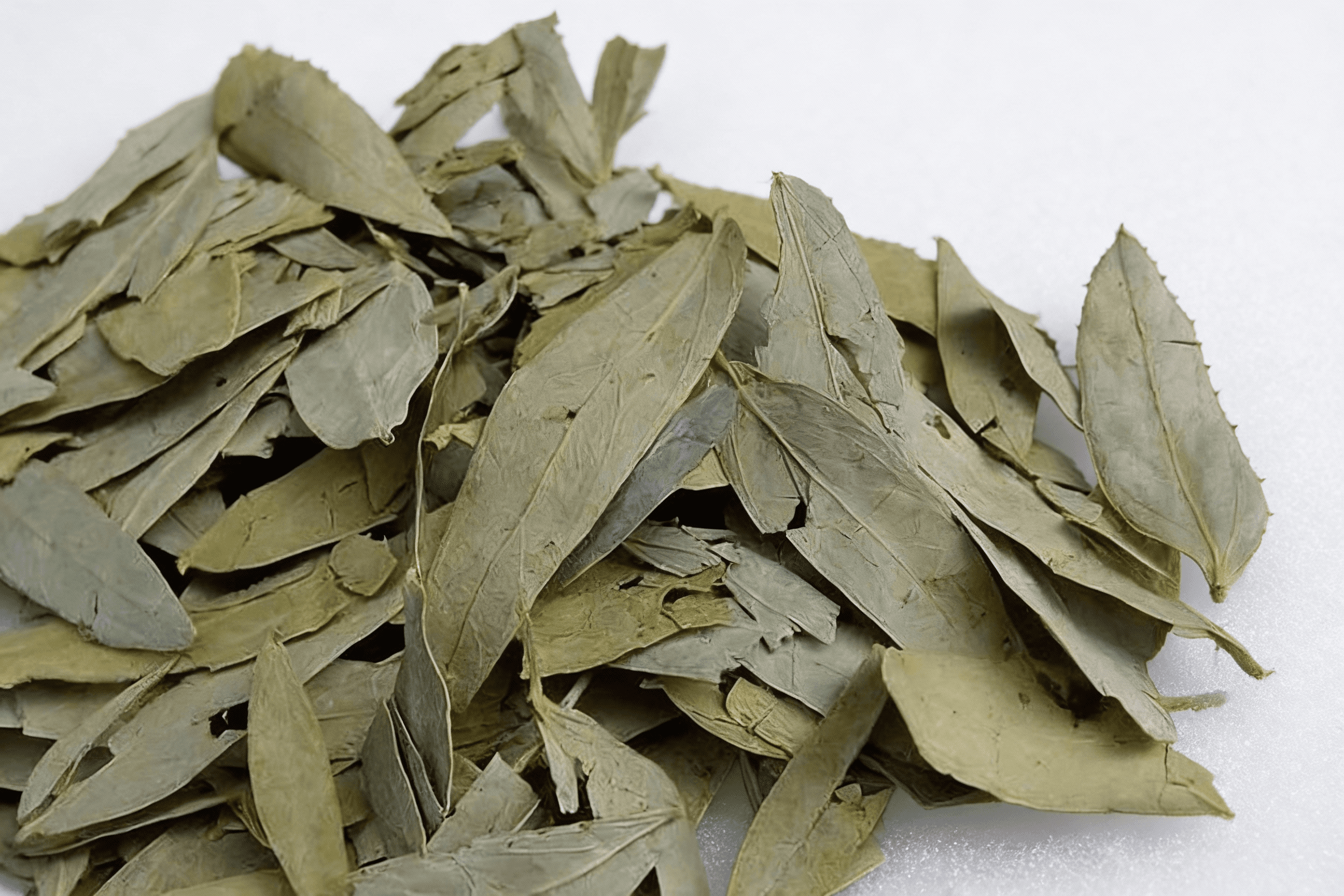 番泻叶 Fan Xie Ye